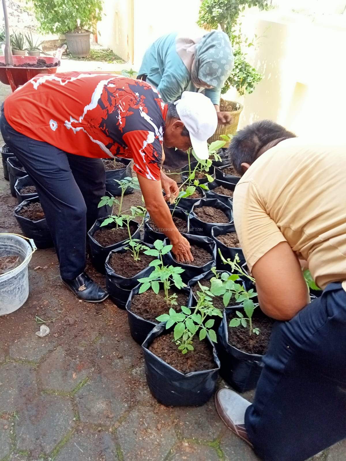 Pelaksanaan Gerakan Menanam Tanaman Pangan Di Desa ( GEMA TANDAN DESA )